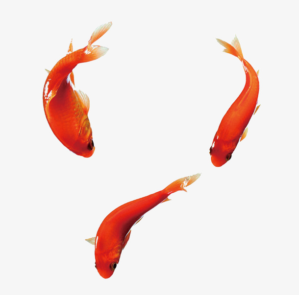鱼免抠