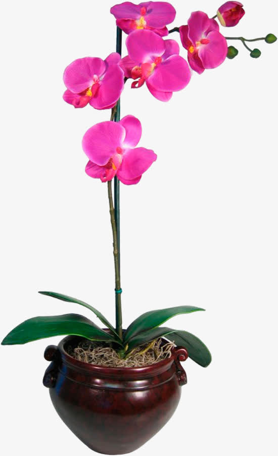 红色花朵免抠