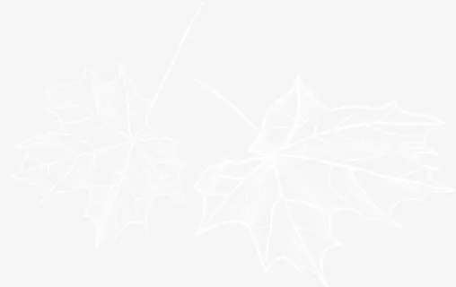 白色枫叶图案免抠