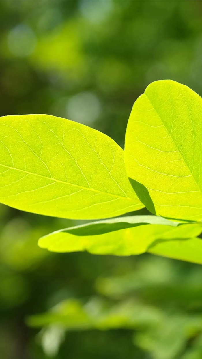 小清新绿色树叶摄影H5背景高清