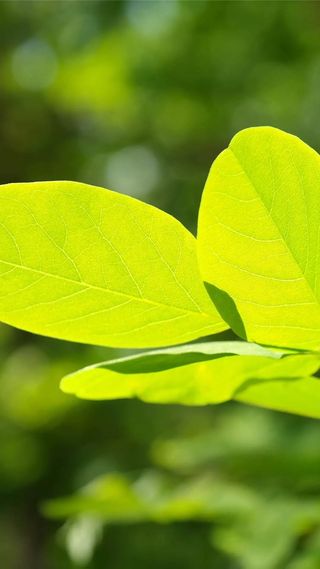 小清新绿色树叶摄影H5背景高清