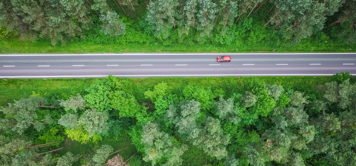 树林公路高清