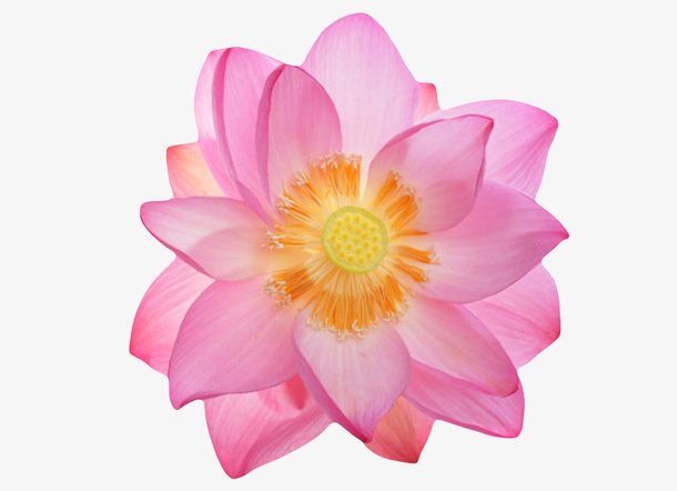 红色纯洁的透白水芙蓉俯视图实物免抠