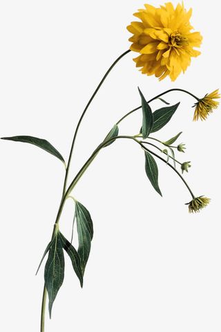 黄色盛开小花免抠