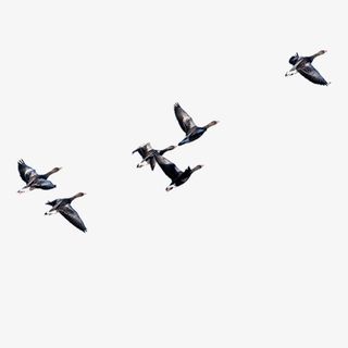 黑色起飞的天鹅动物免抠