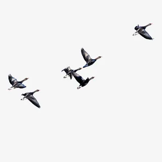 黑色起飞的天鹅动物免抠