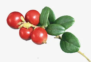 抽象鲜花花束免抠