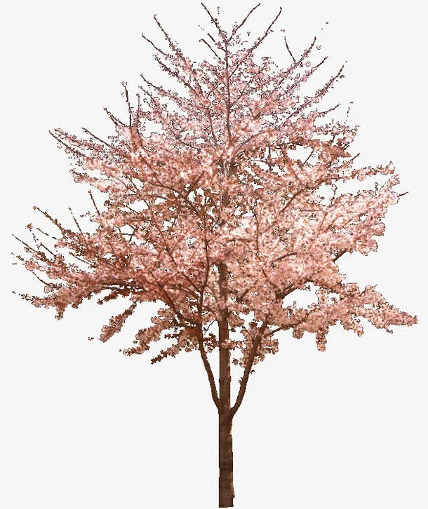 粉色樱花树免抠