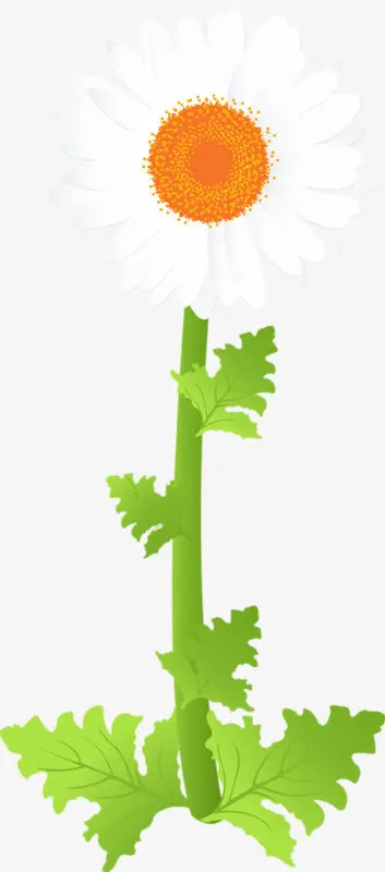白色贡菊免抠