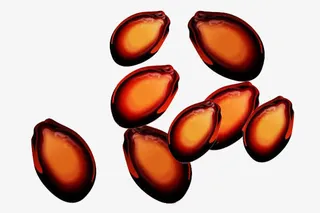 实物五香西瓜子免抠