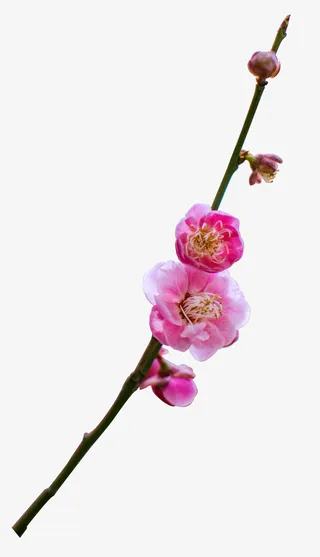 一枝真实梅花免抠