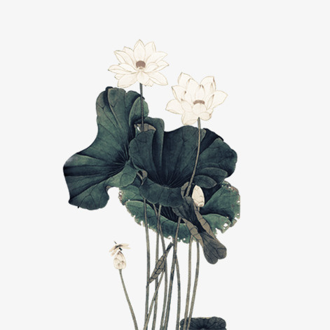 清新淡雅荷花免抠