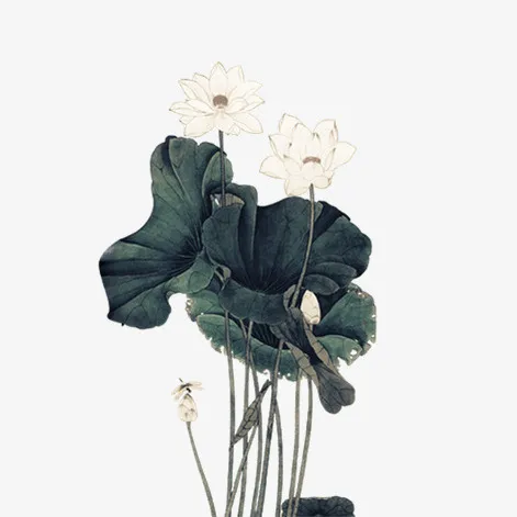 清新淡雅荷花免抠