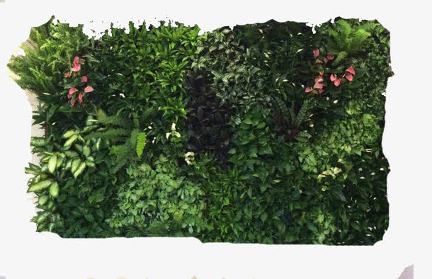 促进植物墙生态系统免抠