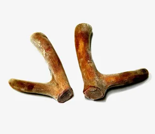 药用鹿茸干免抠