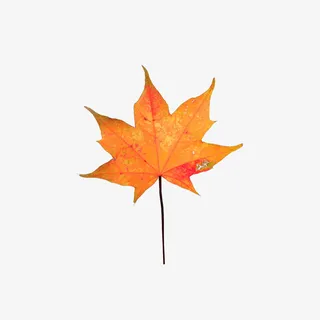 枫叶png透明图层单个免抠