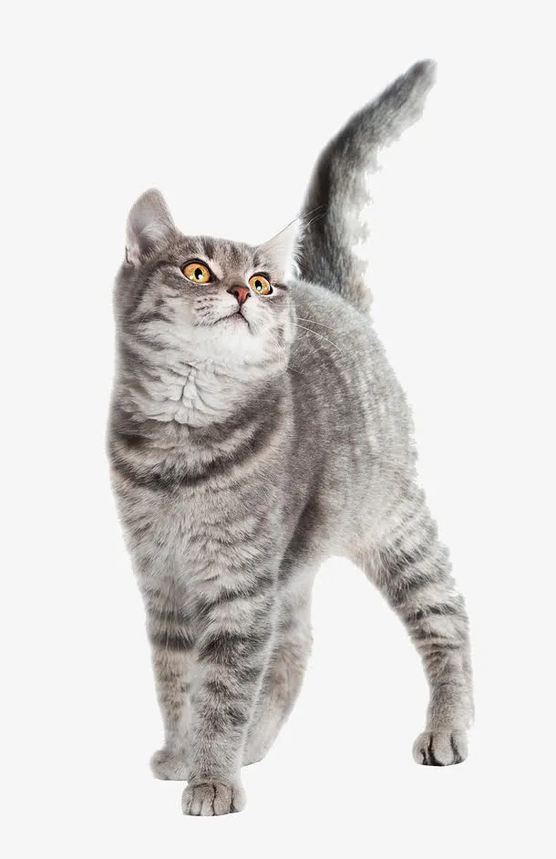 英国短毛猫免抠