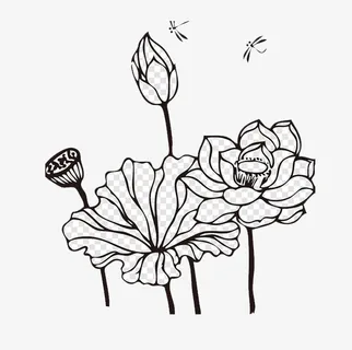 黑白荷花简笔画免抠