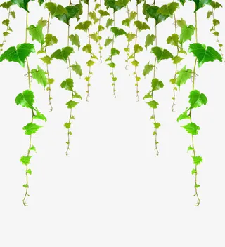 清新绿藤墙绘免抠