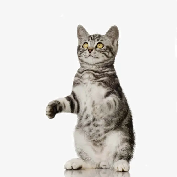 可爱的小猫免抠