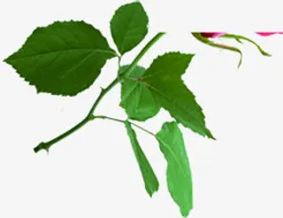 摄影创意绿色植物树叶效果免抠