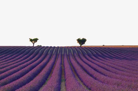薰衣草免抠 薰衣草免抠