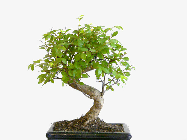 花盆盆栽免抠