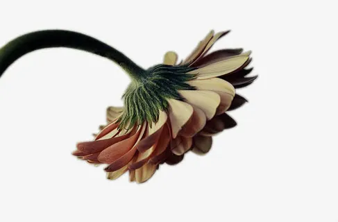 从背面角度拍摄的黄色小雏菊免抠