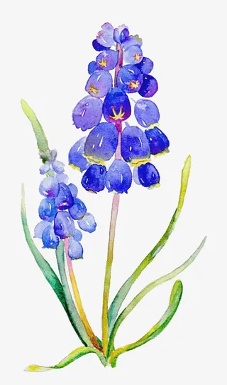 唯美手绘鲜花免抠