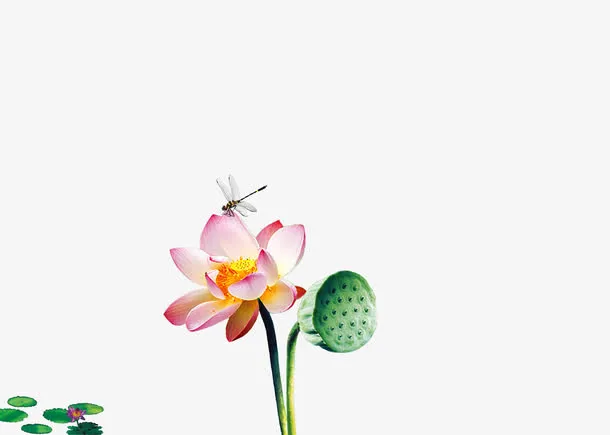 荷花素材免抠