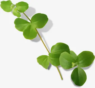 春天清新设计树叶免抠