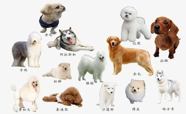 狗狗大全免抠