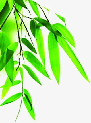 绿色模糊树叶风景免抠