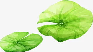 手绘荷叶插画素材免抠