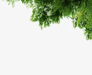 绿色植物双十一宣传免抠