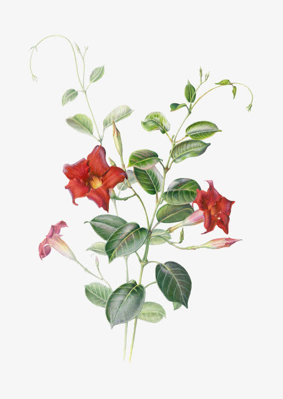 手绘牵牛花 红 绿免抠