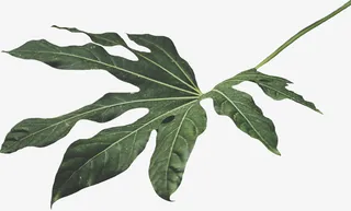 一大片春天的叶子免抠