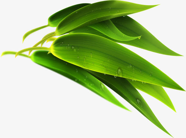 绿色芦苇叶子端午节免抠