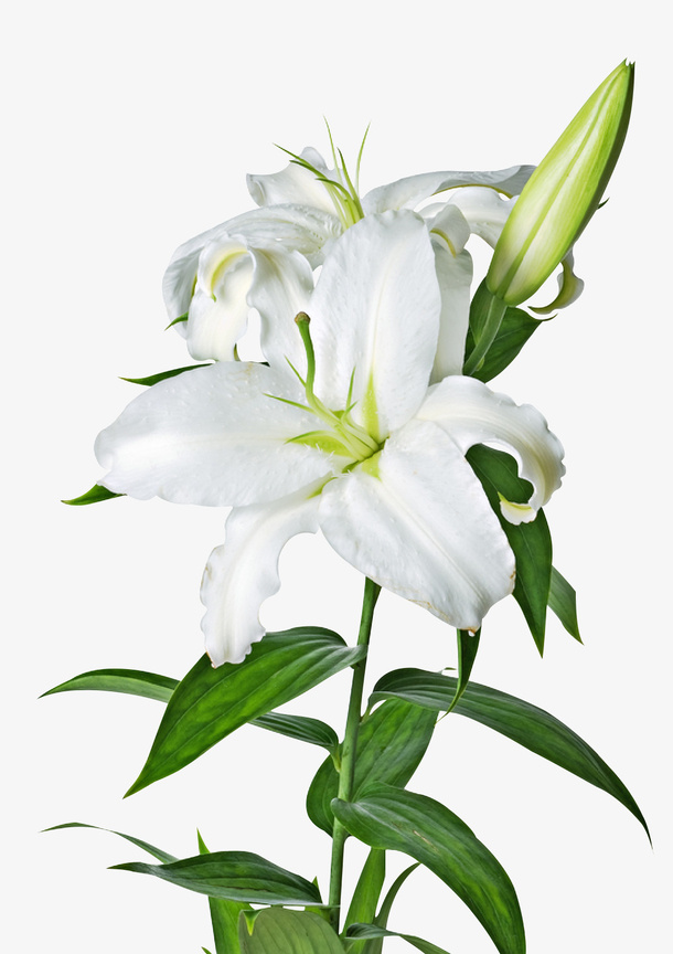 百合花 三朵鲜花 白色 花朵免抠