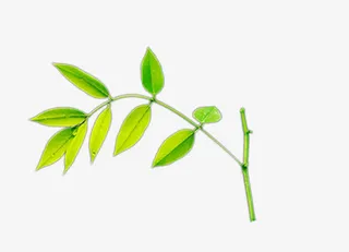 绿色树枝叶子免抠