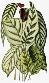 芭蕉长叶子免抠