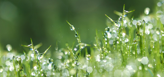 植物 小草露水 水珠背景图片高清