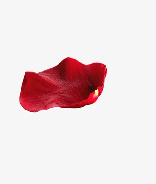 一片花瓣免抠