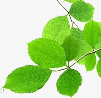 春天绿叶环保装饰免抠