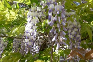 绿色 紫色 小清新 春天 紫藤萝 摄影高清