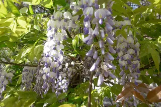 绿色 紫色 小清新 春天 紫藤萝 摄影高清