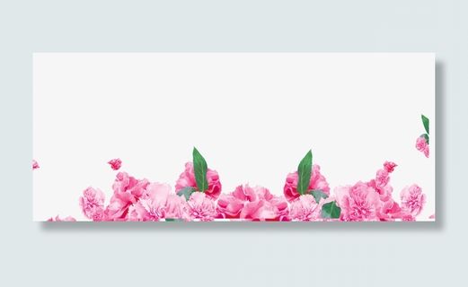 粉色康乃馨9免抠