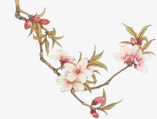 中国风 桃花 国画免抠