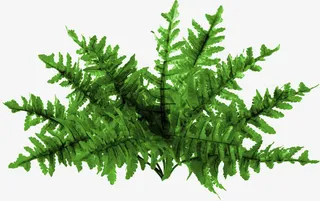 水彩花卉手绘免抠