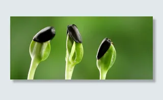 嫩芽背景图高清